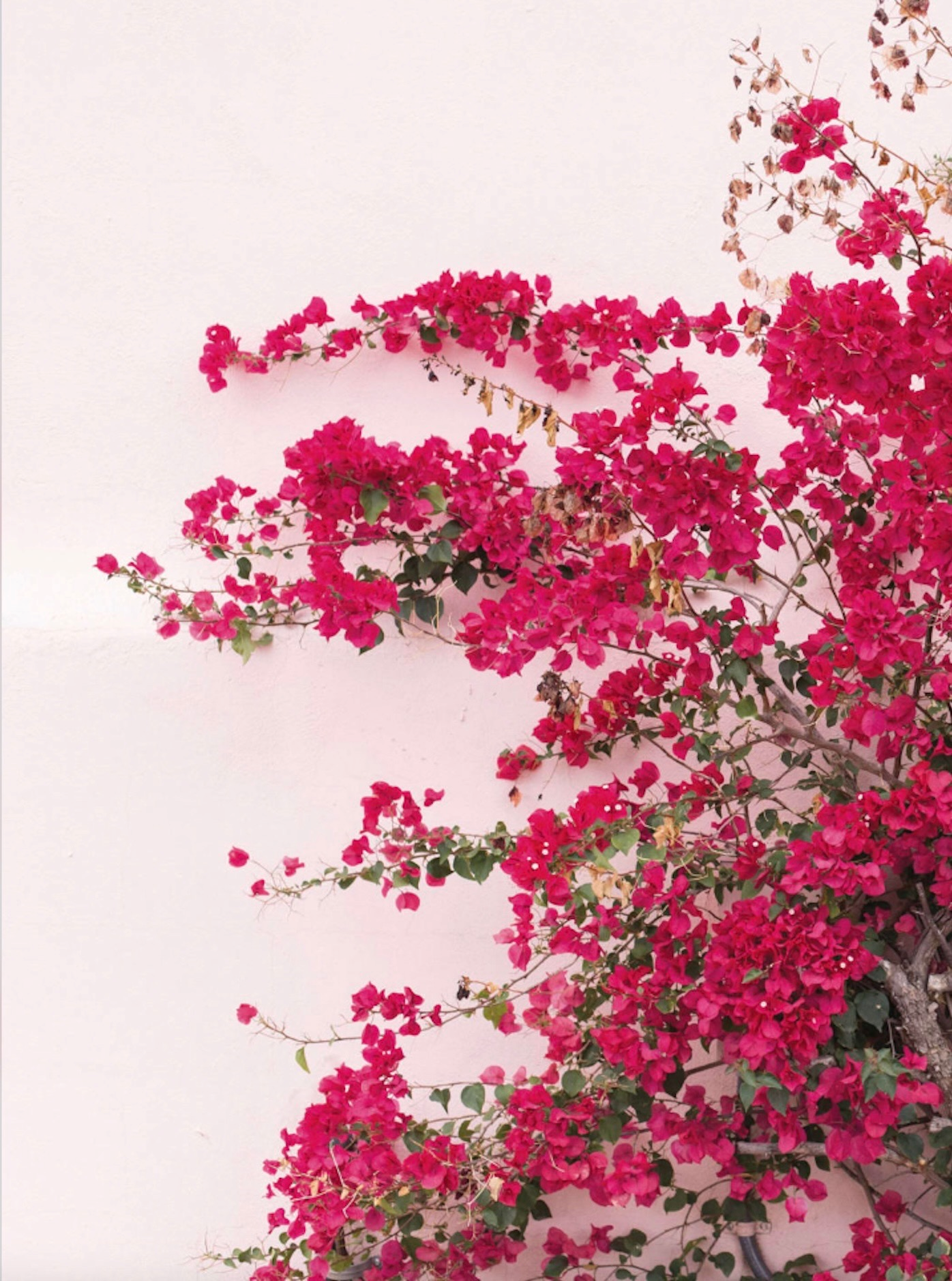 Floral