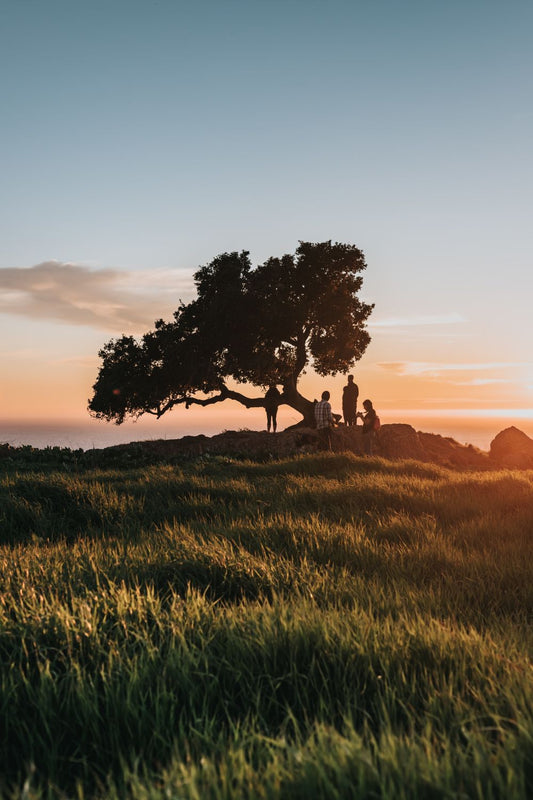 Sunset Tree
