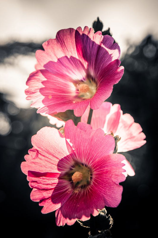 Pink Flowers-Vintage